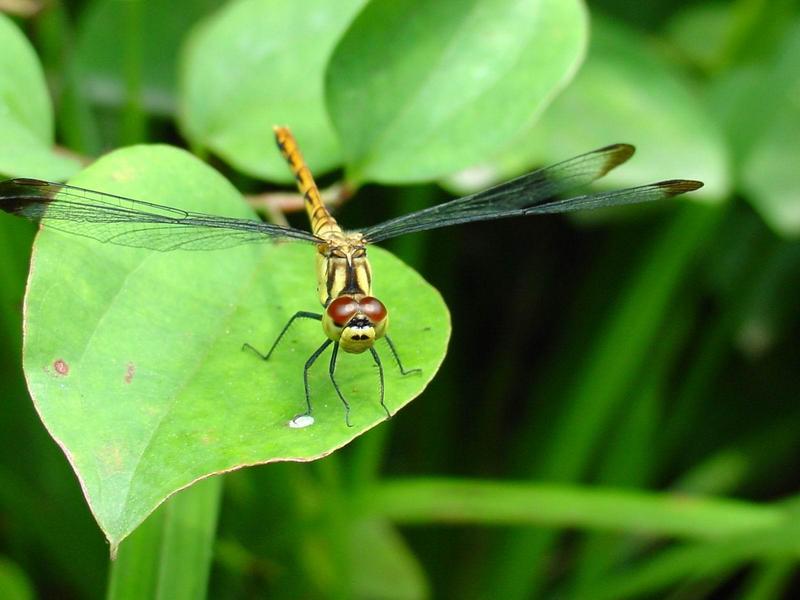 잠자리::두점박이좀잠자리(Sympetrum eroticum Selys) 암컷; DISPLAY FULL IMAGE.