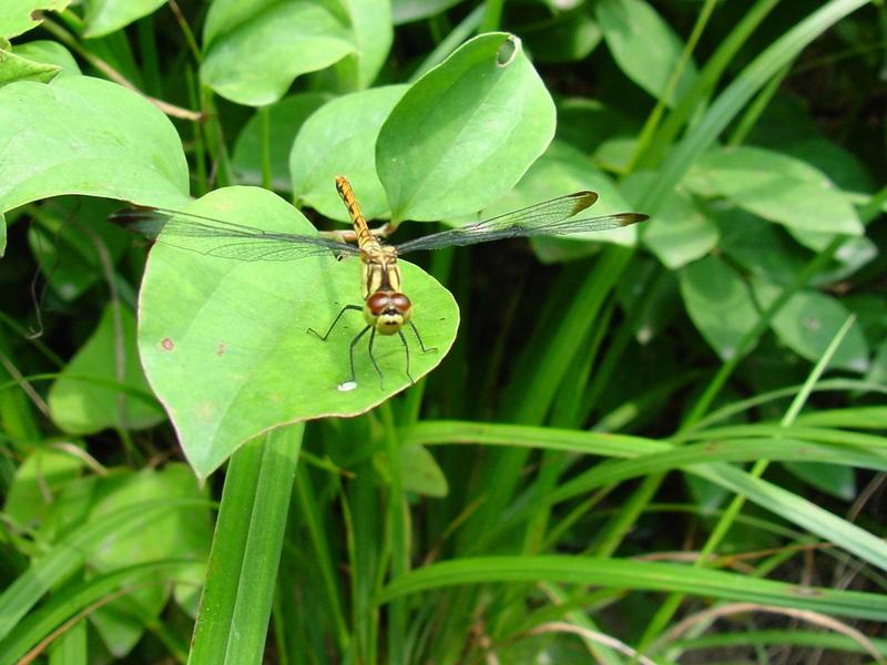 잠자리::두점박이좀잠자리(Sympetrum eroticum Selys) 암컷; DISPLAY FULL IMAGE.
