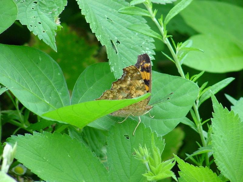 네발나비 (북한명: 노랑수두나비) - Polygonia c-aureum (Linnaeus, 1758); DISPLAY FULL IMAGE.