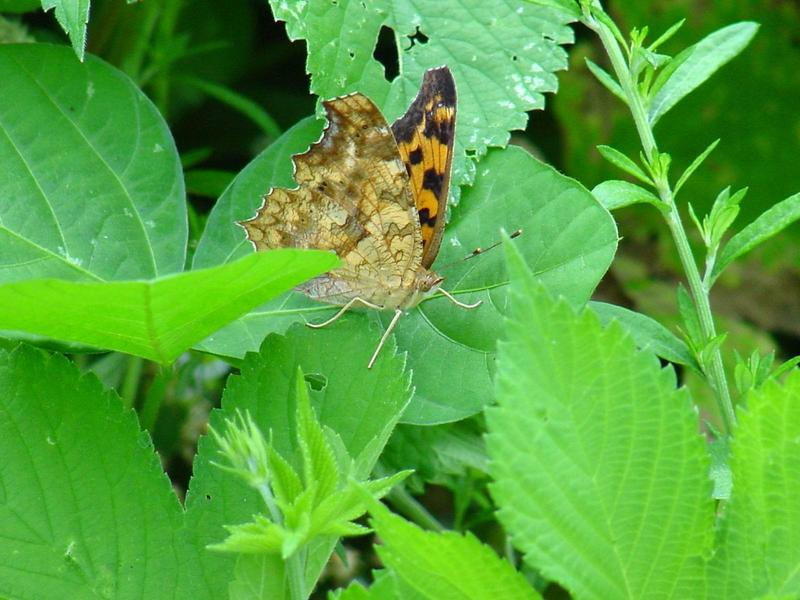 네발나비 (북한명: 노랑수두나비) - Polygonia c-aureum (Linnaeus, 1758); DISPLAY FULL IMAGE.