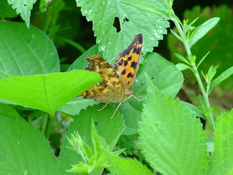 네발나비 (북한명: 노랑수두나비) - Polygonia c-aureum (Linnaeus, 1758); DISPLAY FULL IMAGE.