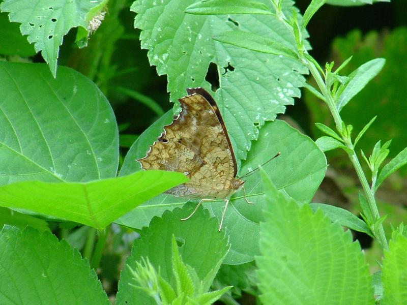 네발나비 (북한명: 노랑수두나비) - Polygonia c-aureum (Linnaeus, 1758); DISPLAY FULL IMAGE.