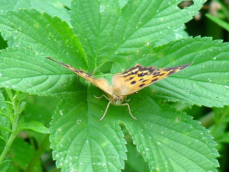 네발나비 (북한명: 노랑수두나비) - Polygonia c-aureum (Linnaeus, 1758); DISPLAY FULL IMAGE.