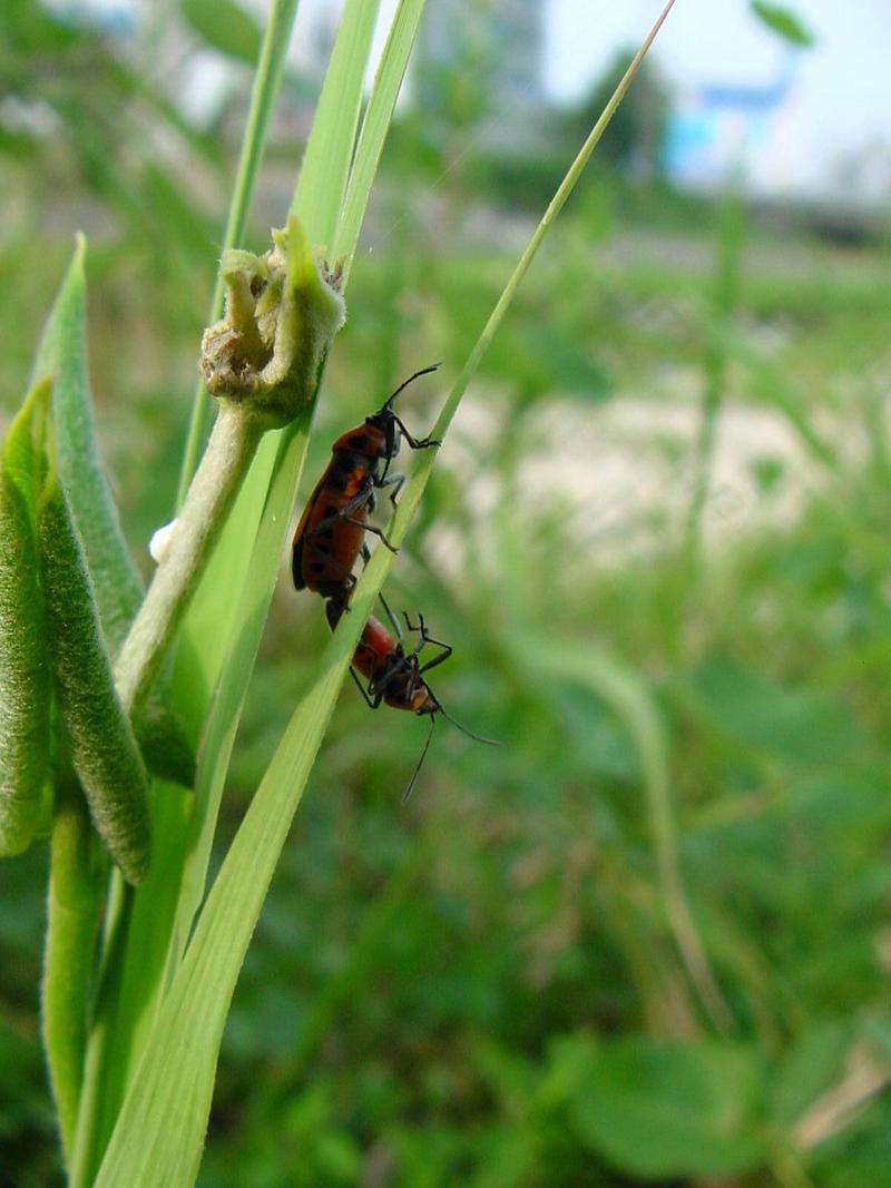 노린재::긴노린재::십자무늬긴노린재 - Tropidothorax cruciger (Motschulsky); DISPLAY FULL IMAGE.