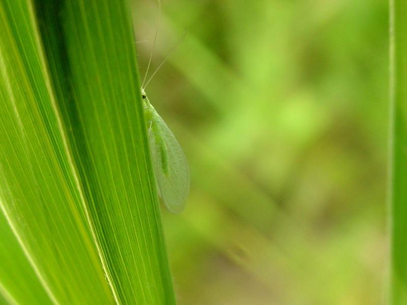 풀잠자리 종류 (Green Lacewing); DISPLAY FULL IMAGE.