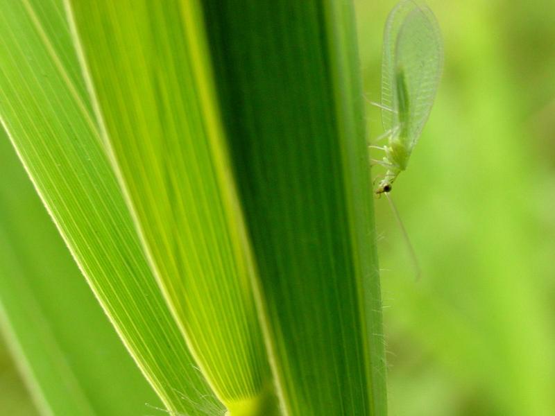 풀잠자리 종류 (Green Lacewing); DISPLAY FULL IMAGE.