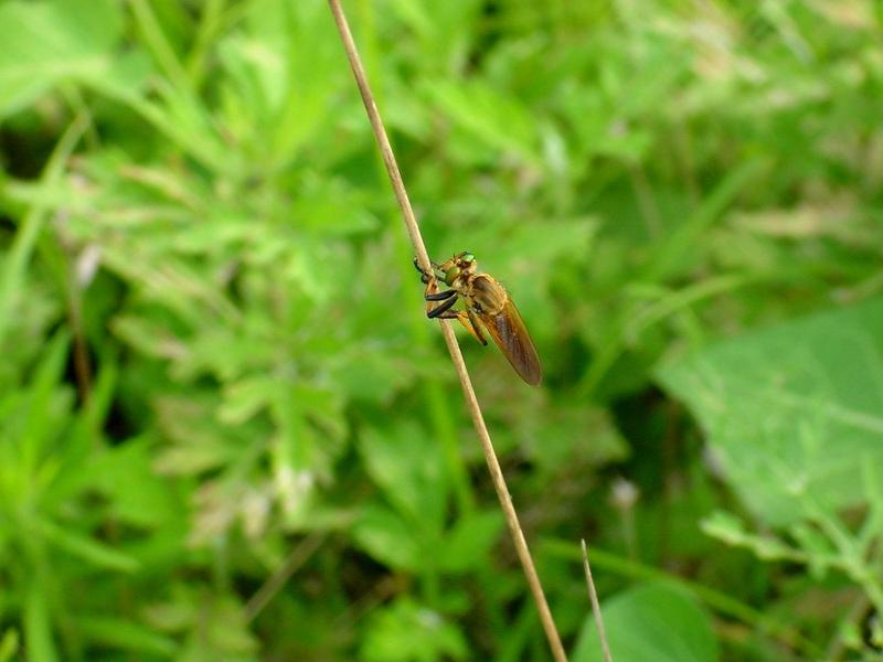 왕파리매 - Cophinopoda chinensis; DISPLAY FULL IMAGE.