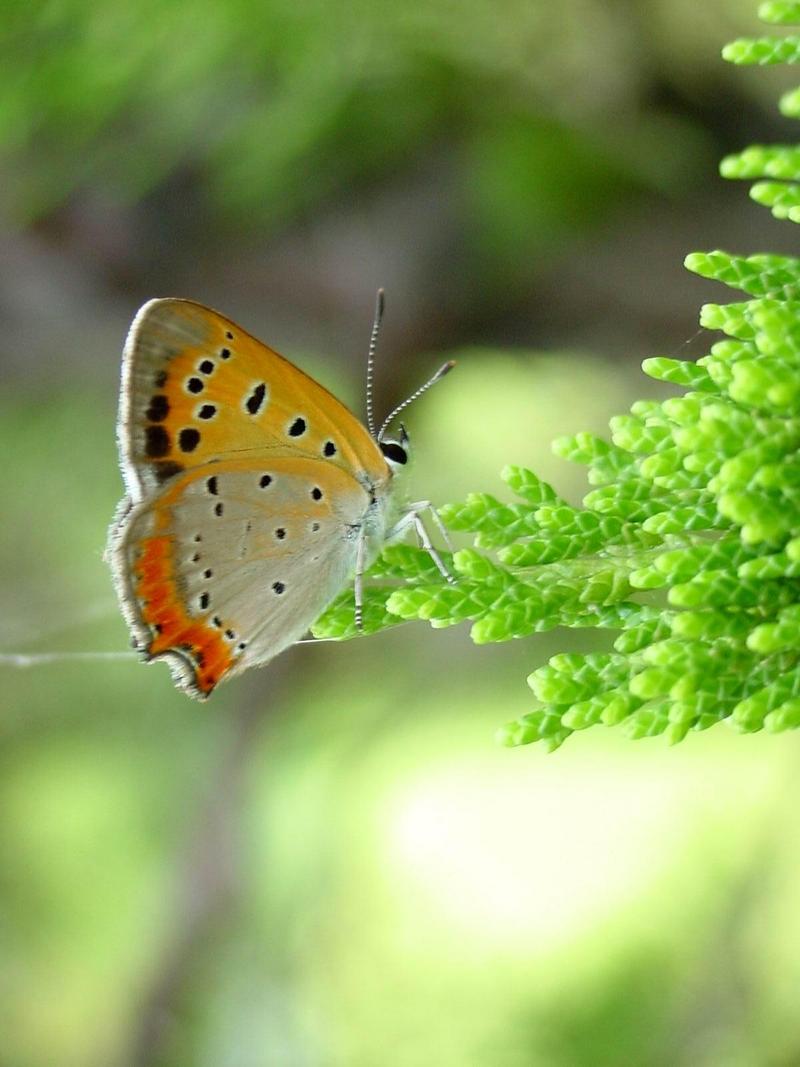 작은주홍부전나비 (Lycaena phlaeas); DISPLAY FULL IMAGE.