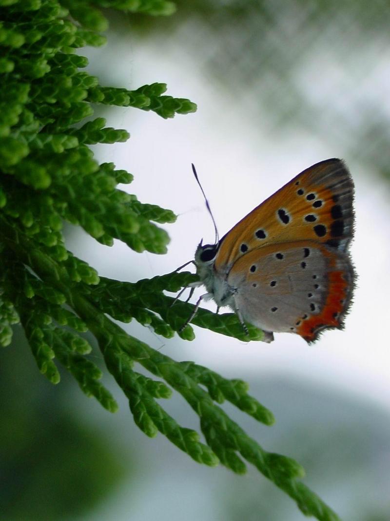 작은주홍부전나비 (Lycaena phlaeas); DISPLAY FULL IMAGE.
