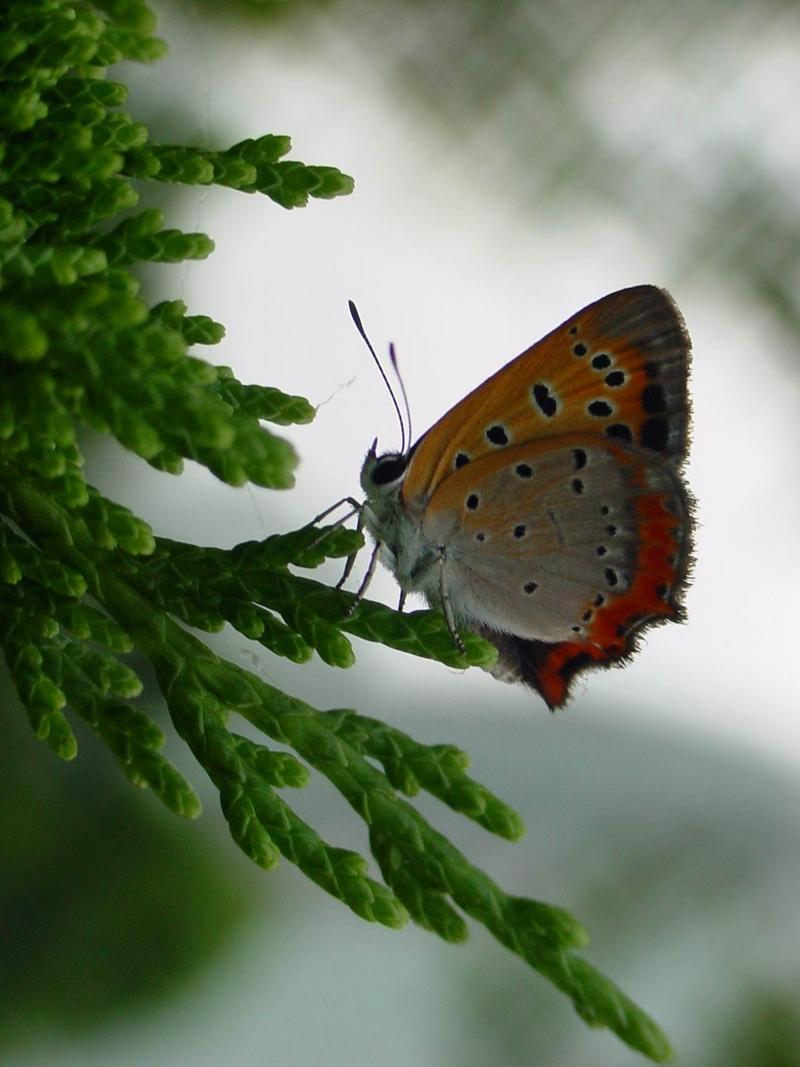 작은주홍부전나비 (Lycaena phlaeas); DISPLAY FULL IMAGE.