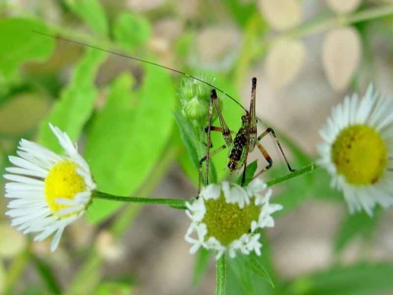 검은다리실베짱이? (약충) - Phaneroptera nigroantennata; DISPLAY FULL IMAGE.