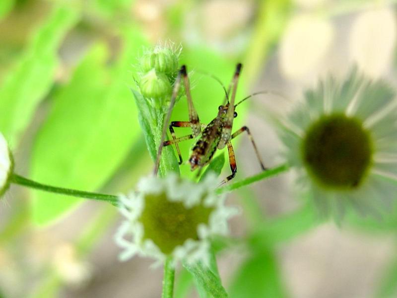 검은다리실베짱이? (약충) - Phaneroptera nigroantennata; DISPLAY FULL IMAGE.