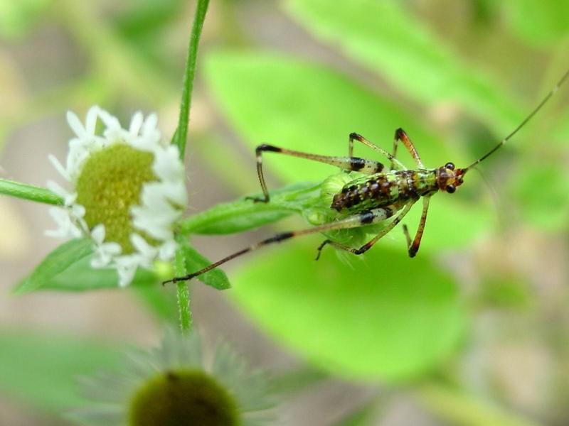 검은다리실베짱이? (약충) - Phaneroptera nigroantennata; DISPLAY FULL IMAGE.
