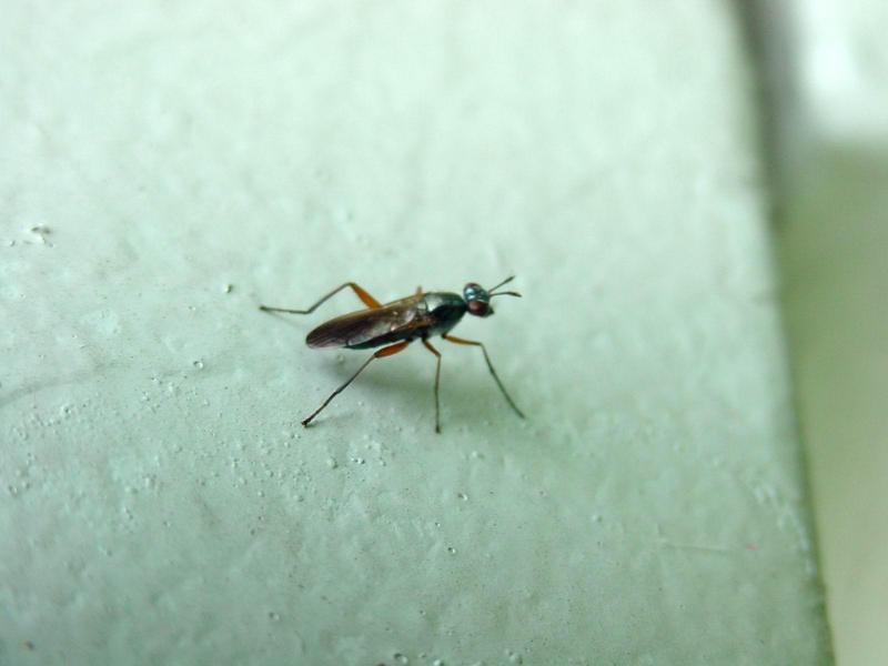이름모를 파리? 종류 --> 동애등에과(Stratiomyidae)???; DISPLAY FULL IMAGE.