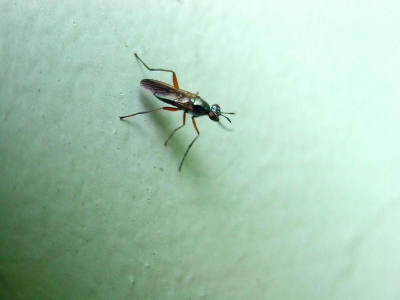 이름모를 파리? 종류 --> 동애등에과(Stratiomyidae)???; DISPLAY FULL IMAGE.
