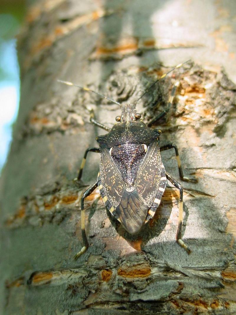 수퍼 노린재 -- 홍보라노린재(Carpocoris  purpureipennis)?; DISPLAY FULL IMAGE.