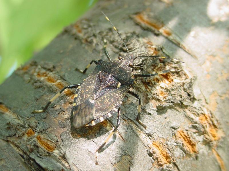 수퍼 노린재 -- 홍보라노린재(Carpocoris  purpureipennis)?; DISPLAY FULL IMAGE.