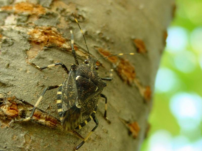 수퍼 노린재 -- 홍보라노린재(Carpocoris  purpureipennis)?; DISPLAY FULL IMAGE.