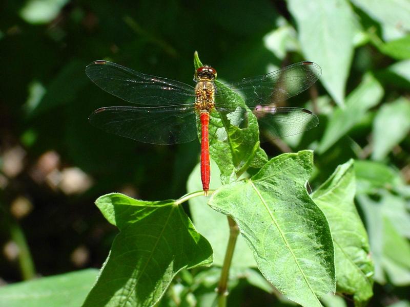 고추좀잠자리(Sympetrum depressiusculum) 수컷; DISPLAY FULL IMAGE.