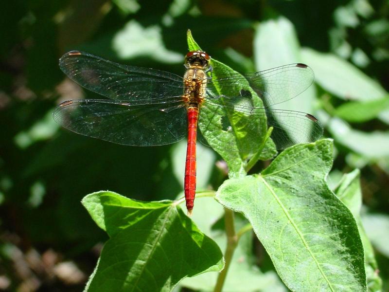 고추좀잠자리(Sympetrum depressiusculum) 수컷; DISPLAY FULL IMAGE.