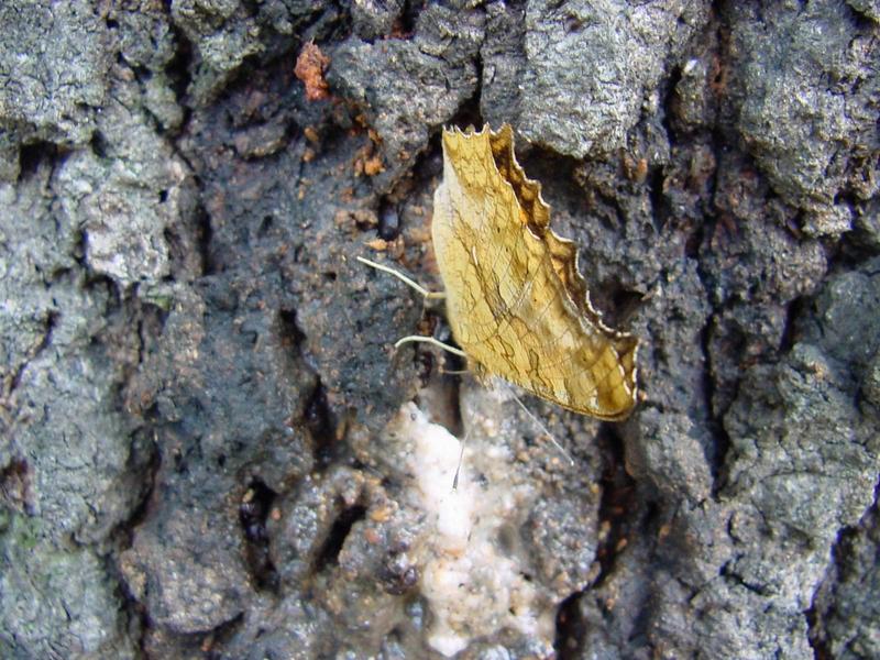 네발나비 (북한명: 노랑수두나비) - Polygonia c-aureum (Linnaeus, 1758); DISPLAY FULL IMAGE.