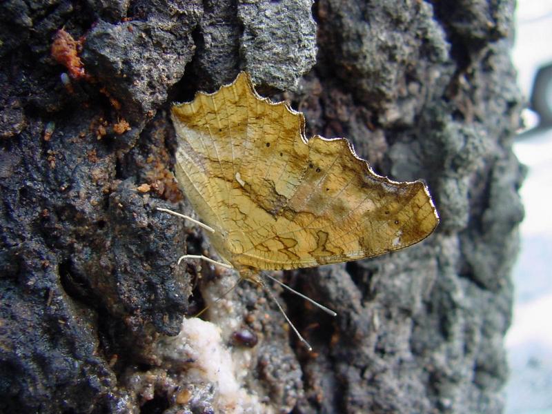 네발나비 (북한명: 노랑수두나비) - Polygonia c-aureum (Linnaeus, 1758); DISPLAY FULL IMAGE.