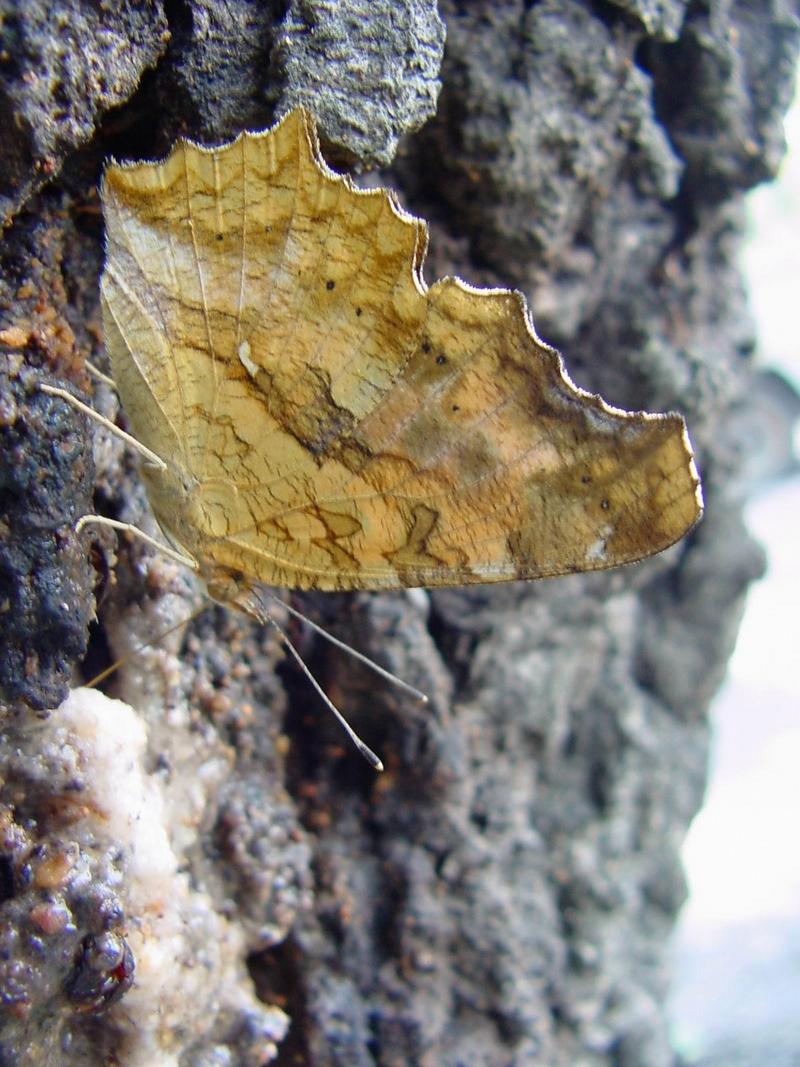 네발나비 (북한명: 노랑수두나비) - Polygonia c-aureum (Linnaeus, 1758); DISPLAY FULL IMAGE.