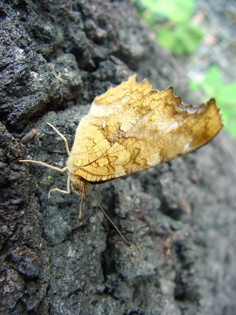 네발나비 (북한명: 노랑수두나비) - Polygonia c-aureum (Linnaeus, 1758); DISPLAY FULL IMAGE.