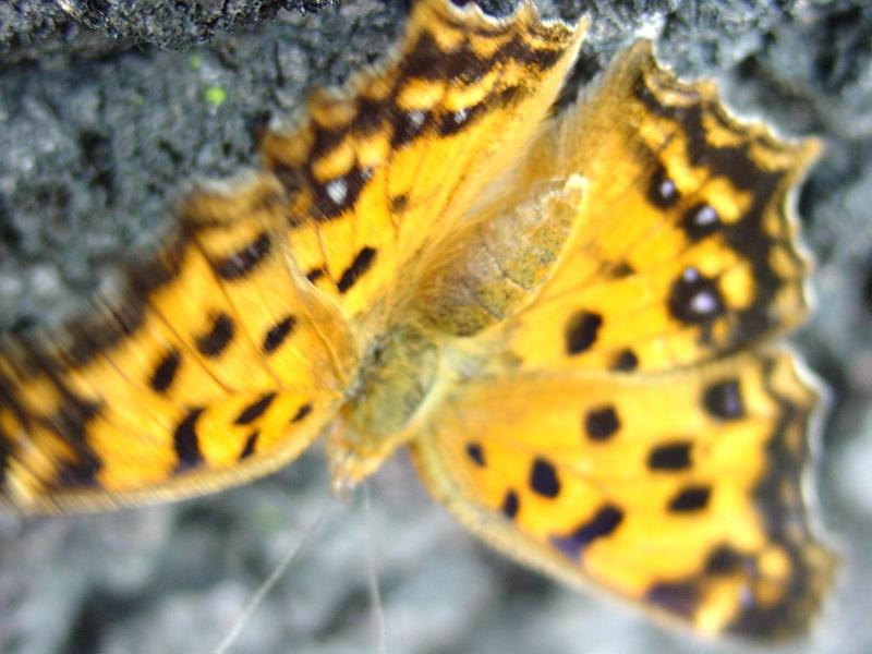 네발나비 (북한명: 노랑수두나비) - Polygonia c-aureum (Linnaeus, 1758); DISPLAY FULL IMAGE.
