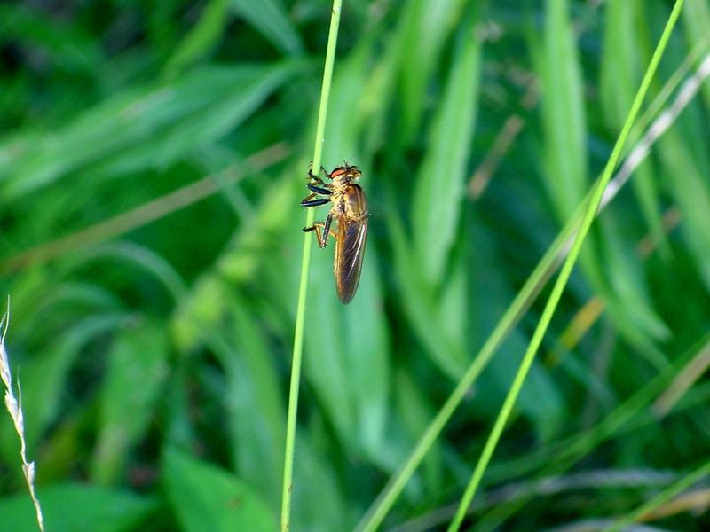 왕파리매 (Cophinopoda chinensis); DISPLAY FULL IMAGE.