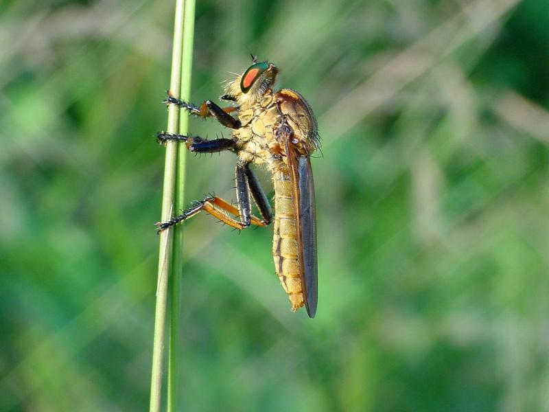 왕파리매 (Cophinopoda chinensis); DISPLAY FULL IMAGE.