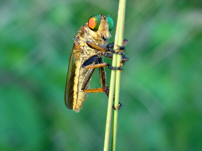 왕파리매 (Cophinopoda chinensis); DISPLAY FULL IMAGE.