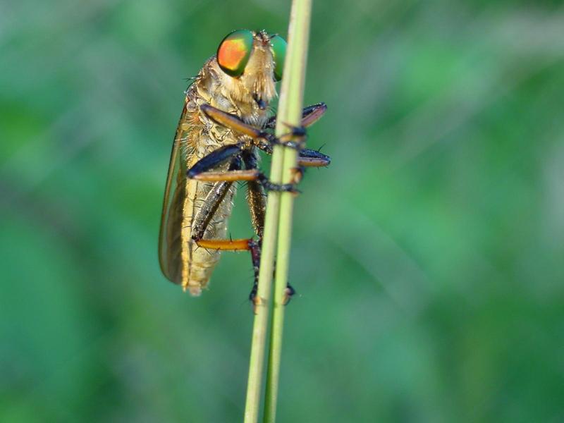 왕파리매 (Cophinopoda chinensis); DISPLAY FULL IMAGE.