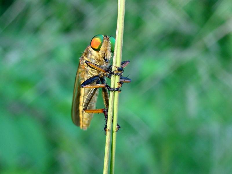 왕파리매 (Cophinopoda chinensis); DISPLAY FULL IMAGE.