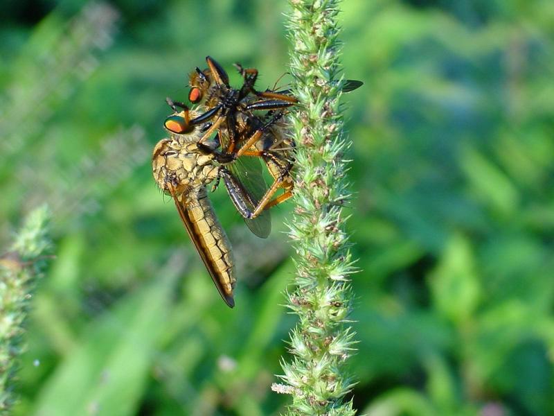 대형 등에를 포식하는 왕파리매 (Cophinopoda chinensis); DISPLAY FULL IMAGE.