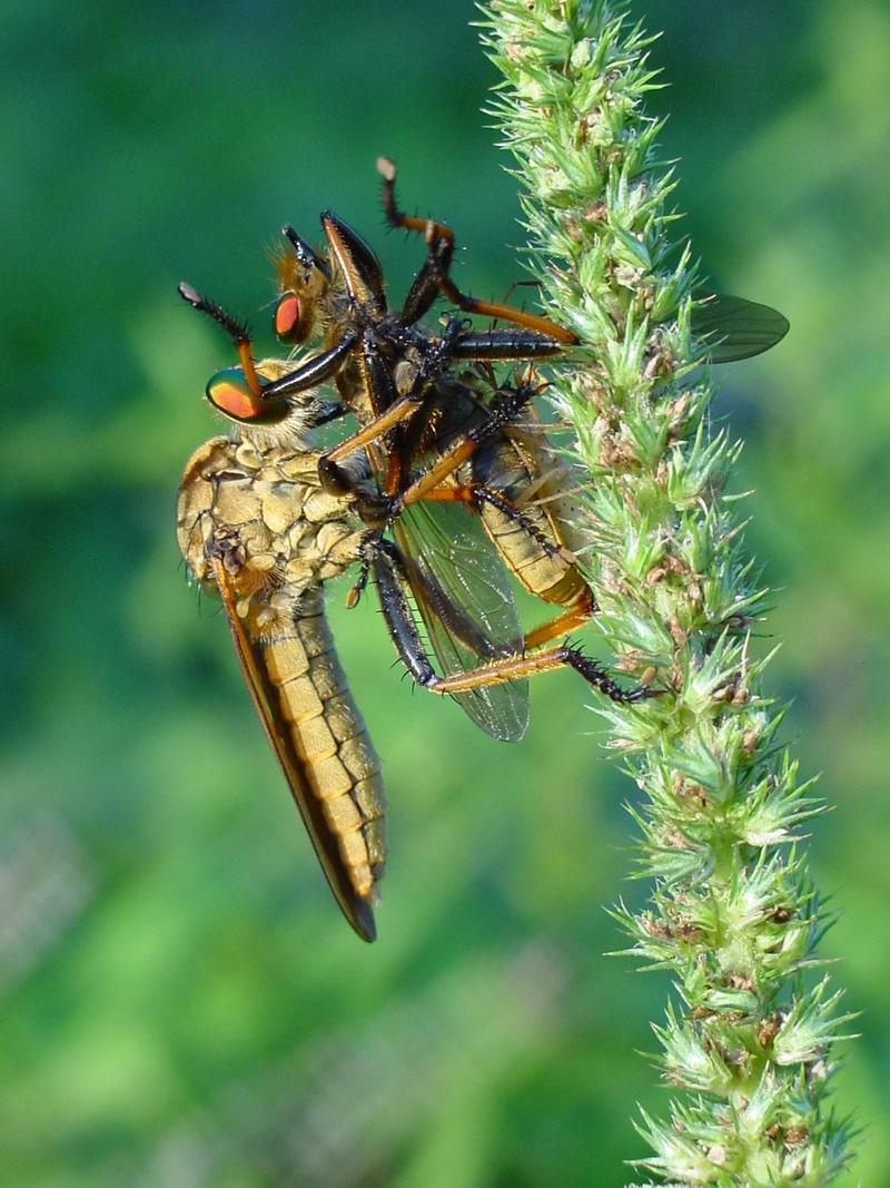 대형 등에를 포식하는 왕파리매 (Cophinopoda chinensis); DISPLAY FULL IMAGE.