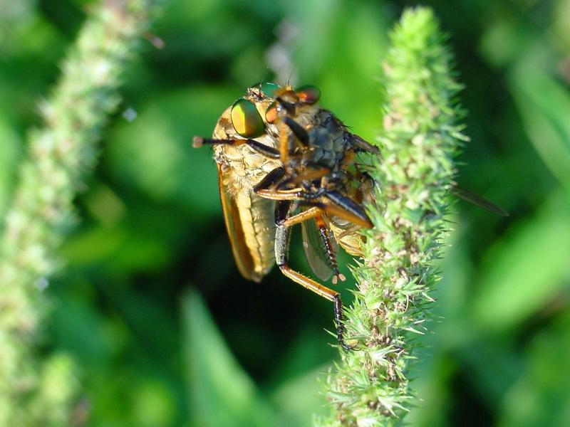 대형 등에를 포식하는 왕파리매 (Cophinopoda chinensis); DISPLAY FULL IMAGE.