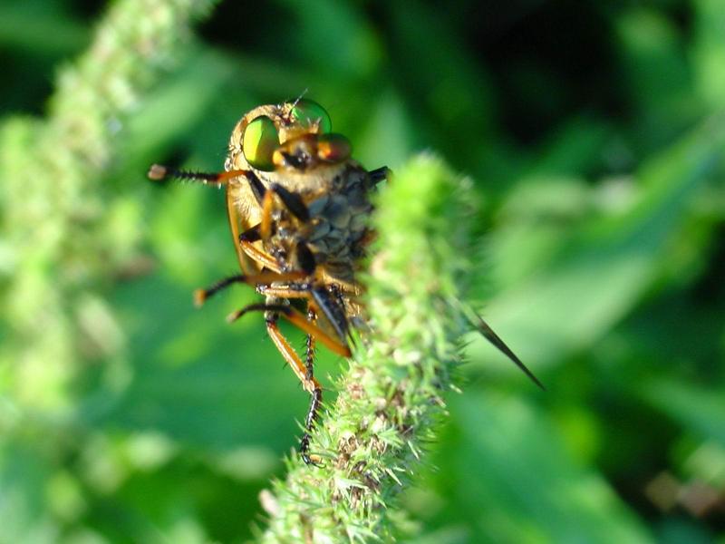 대형 등에를 포식하는 왕파리매 (Cophinopoda chinensis); DISPLAY FULL IMAGE.