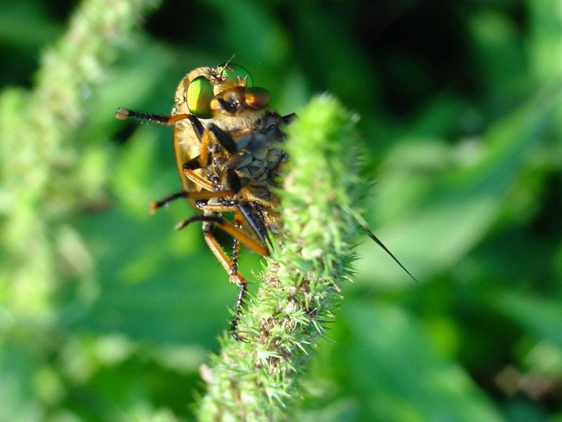 대형 등에를 포식하는 왕파리매 (Cophinopoda chinensis); DISPLAY FULL IMAGE.