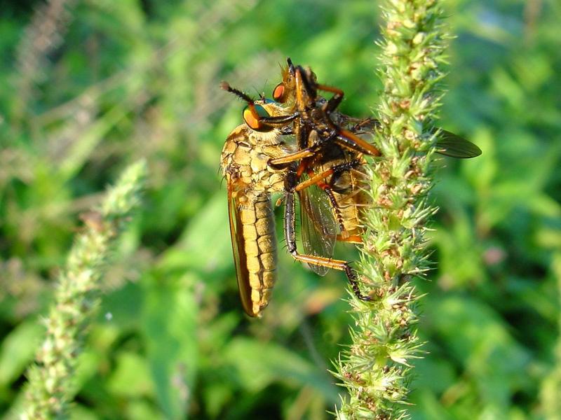 대형 등에를 포식하는 왕파리매 (Cophinopoda chinensis); DISPLAY FULL IMAGE.