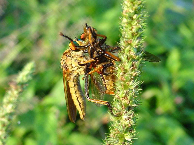 대형 등에를 포식하는 왕파리매 (Cophinopoda chinensis); DISPLAY FULL IMAGE.