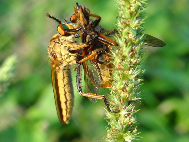 대형 등에를 포식하는 왕파리매 (Cophinopoda chinensis); DISPLAY FULL IMAGE.