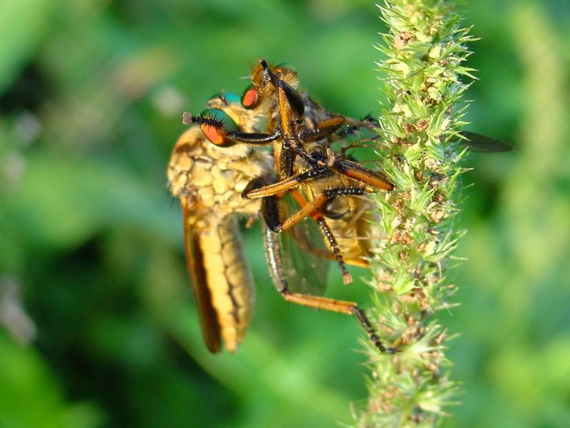 대형 등에를 포식하는 왕파리매 (Cophinopoda chinensis); DISPLAY FULL IMAGE.