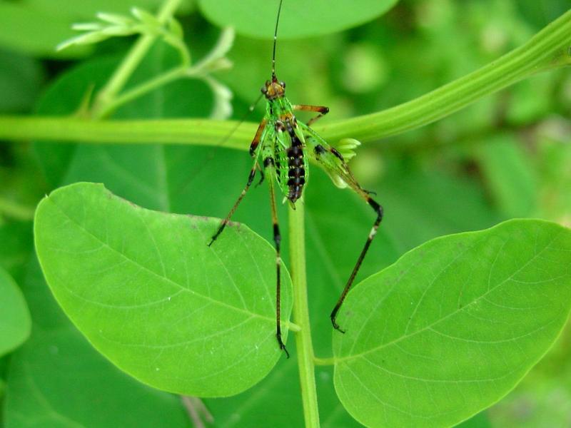 검은다리실베짱이? (약충) - Phaneroptera nigroantennata; DISPLAY FULL IMAGE.