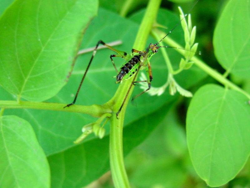 검은다리실베짱이? (약충) - Phaneroptera nigroantennata; DISPLAY FULL IMAGE.