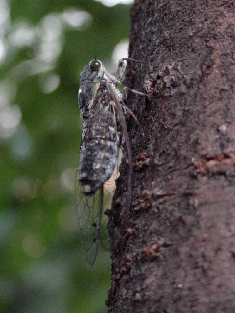 애매미 (Meimuna opalifera) 수컷; DISPLAY FULL IMAGE.