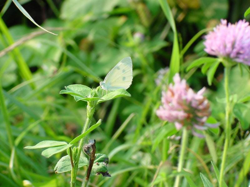 배추흰나비(Artogeia rapae Linnaeus) - Common Cabbage White; DISPLAY FULL IMAGE.