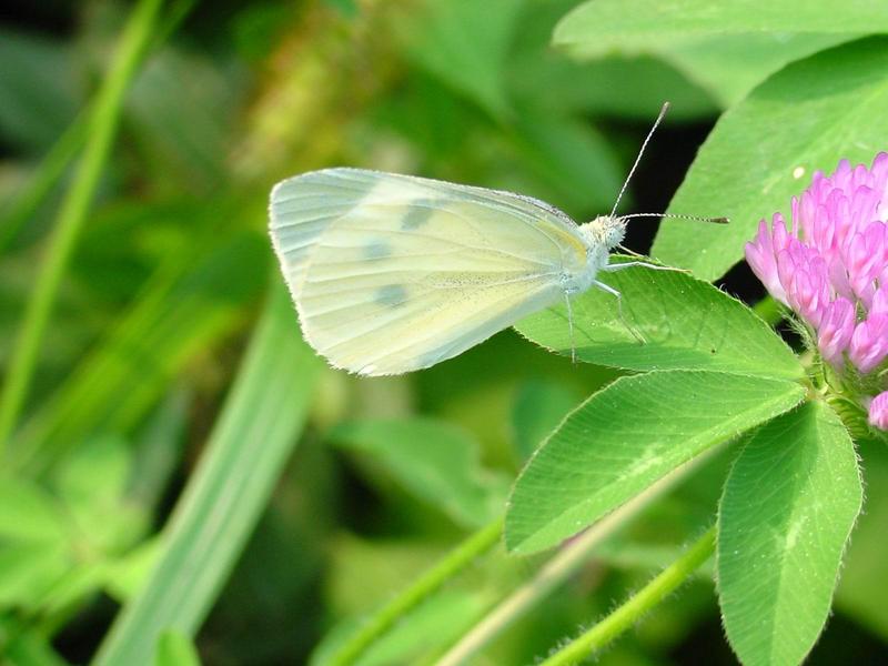 배추흰나비(Artogeia rapae Linnaeus) - Common Cabbage White; DISPLAY FULL IMAGE.