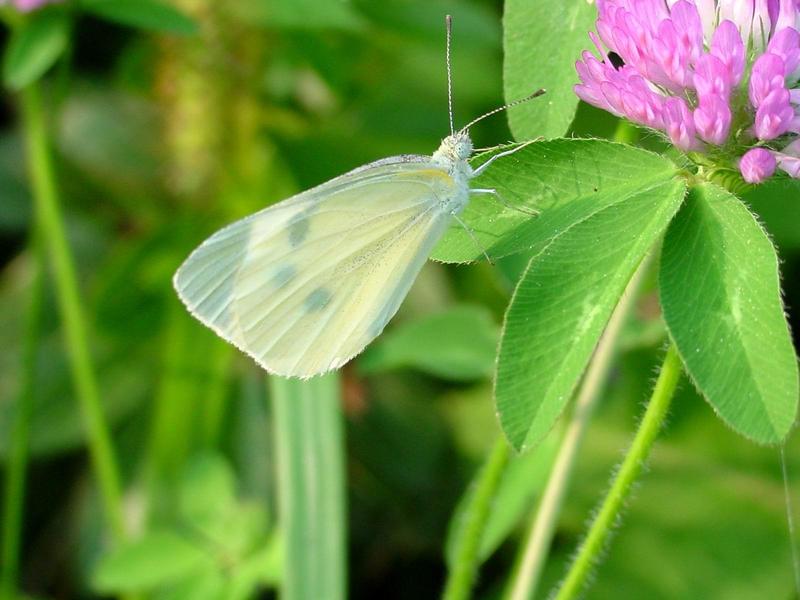 배추흰나비(Artogeia rapae Linnaeus) - Common Cabbage White; DISPLAY FULL IMAGE.