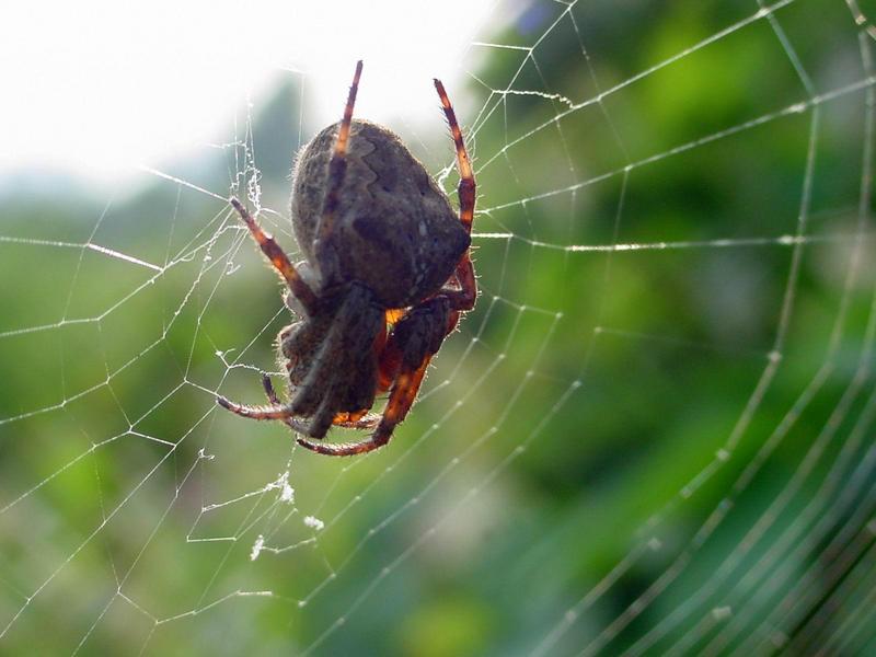 거대한 거미 -- 산왕거미?; DISPLAY FULL IMAGE.